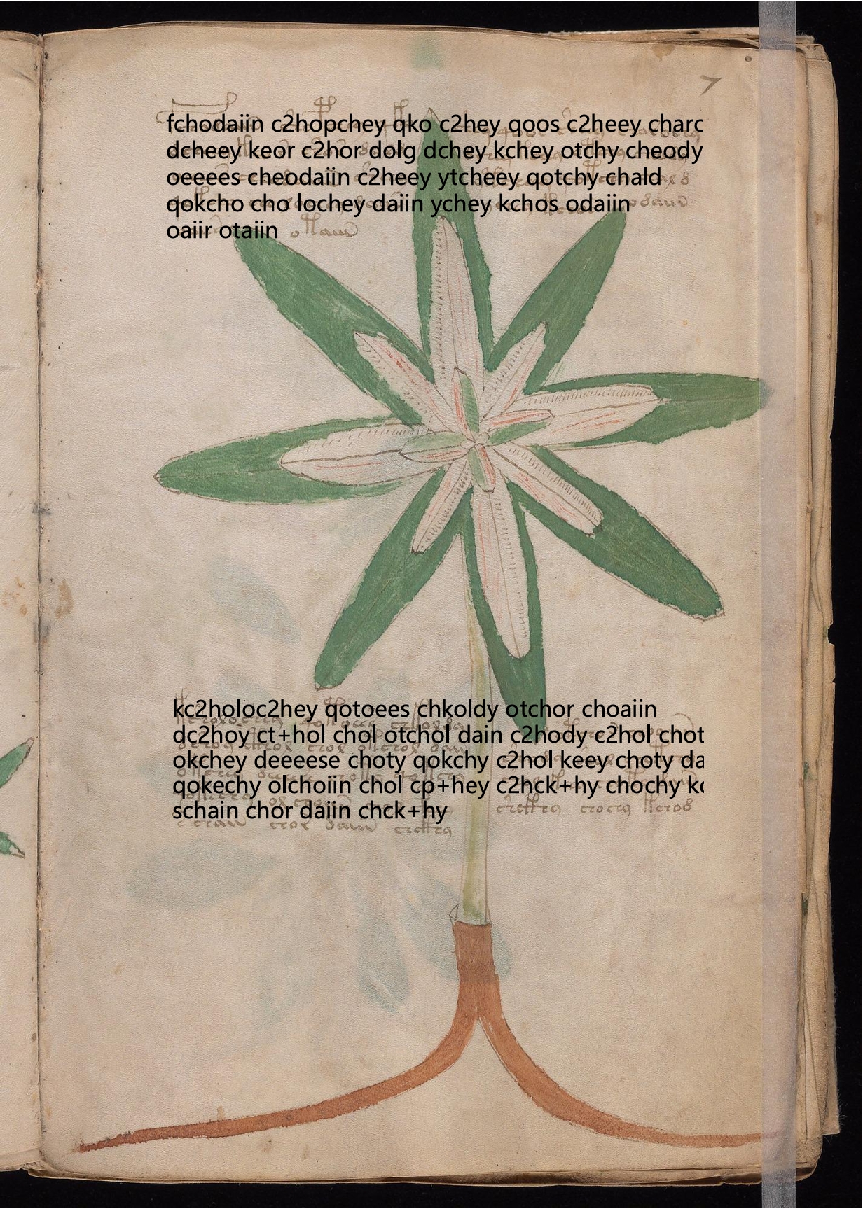 Folio 7r glyph overlay on parchment